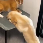 cat slaps dog GIF Template