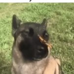 Low key just a chill guy | Dog named Body Destroyer be like: | image tagged in gifs,dogs,memes | made w/ Imgflip video-to-gif maker