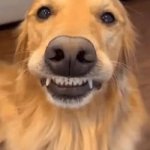 dog GIF Template