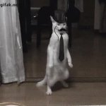 fancySirCat GIF Template