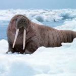 snow walrus