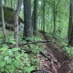 Trail