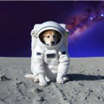 Dog in space