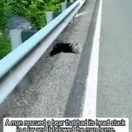 Bear Cub Rescue | image tagged in gifs,bear cub rescue | made w/ Imgflip video-to-gif maker