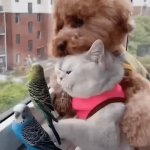 Best Friends | image tagged in gifs,best friends | made w/ Imgflip video-to-gif maker