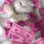 cat and money GIF Template