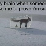 Frozen Fox | my brain when someone asks me to prove i'm smart | image tagged in frozen fox | made w/ Imgflip meme maker