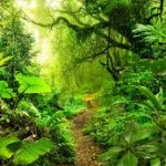 Rain Forest Day
