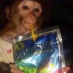 Caprisun monkey