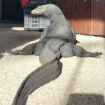 Sexy Komodo Dragon