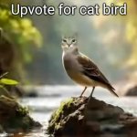 Cirb | Upvote for cat bird | image tagged in cirb,memes,cats,birds | made w/ Imgflip meme maker