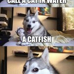 ... | WHAT DO YOU CALL A CAT IN WATER; A CATFISH | image tagged in memes,bad pun dog | made w/ Imgflip meme maker