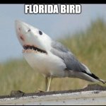 he sees you when you're suntanning... | FLORIDA BIRD | image tagged in shark bird,florida | made w/ Imgflip meme maker