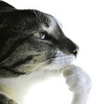 Cat Pondering Cat Meme