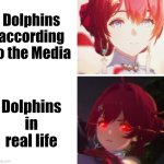 Meanwhile the Shark's is opposite | Dolphins according to the Media; Dolphins in real life | image tagged in memes,dolphins | made w/ Imgflip meme maker