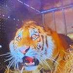 Scared Tiger