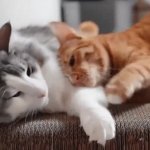 cat sleep GIF Template