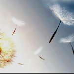 Dandelion puff blowing in the wind...
