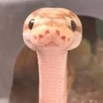 Snek stare