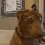 Dog GIF Template