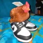 Chicken with shoes