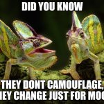 chameleons | DID YOU KNOW; THEY DONT CAMOUFLAGE, THEY CHANGE JUST FOR MOOD | image tagged in chameleons | made w/ Imgflip meme maker