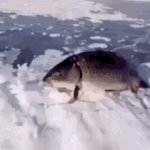Fish Standing Up