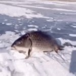 Fish Standing Up GIF Template