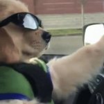 DOG DRIVING GIF Template