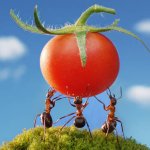 Ant tomato