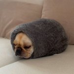 pug in a rug