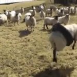 funny sheep GIF Template