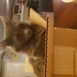 Cat in box