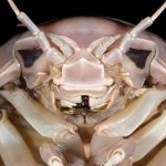 isopod face