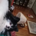 Lap Dog