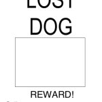 Lost dog