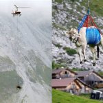 helicopter and cow Air-Lyft