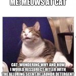 Confused fat cat | ME: MEOWS AT CAT; CAT: WONDERING WHY AND HOW I WOULD RESSURECT HITLER WITH THE ALLURING SCENT OF LAUNDR DETERGENT | image tagged in confused fat cat | made w/ Imgflip meme maker