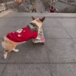 Well, I watched it five times.... | Wonder Dog | image tagged in gifs,doggy style,skateboard,fun,dog | made w/ Imgflip video-to-gif maker