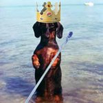 King dachshund | THE GREAT AND MIGHTY; DACHSHUND | image tagged in dachshund | made w/ Imgflip meme maker