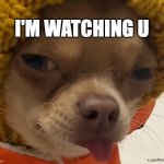 Pomponi the Dog | I'M WATCHING U | image tagged in pomponi the dog,pomponi,chihuahua,dog,puppy | made w/ Imgflip meme maker