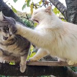two cats figting