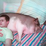 guy sleeping with pig on bed