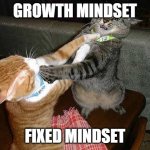 Fight mindset | GROWTH MINDSET; FIXED MINDSET | image tagged in two cats fighting for real | made w/ Imgflip meme maker