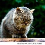 cat meme