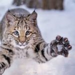 Bobcat