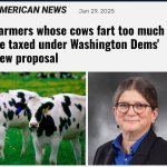 Farting cows