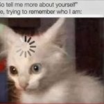 Who am I kitty meme