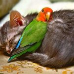 Kitty Bird Cuddles meme