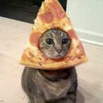 cat | image tagged in pizza cat | made w/ Imgflip meme maker